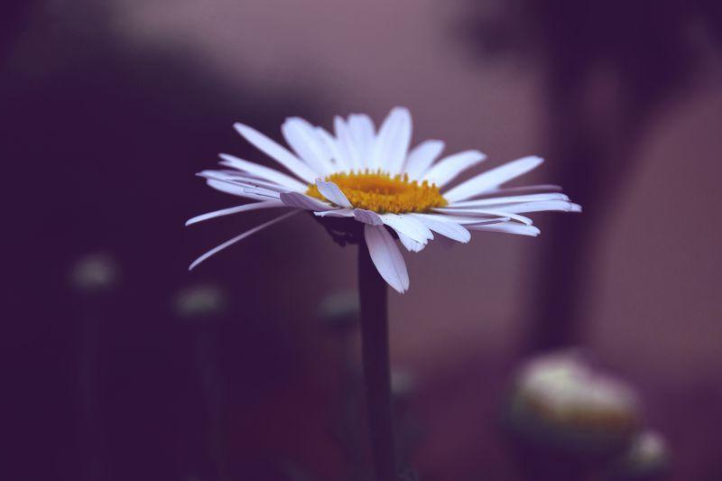 黄昏时分的一朵白色雏菊