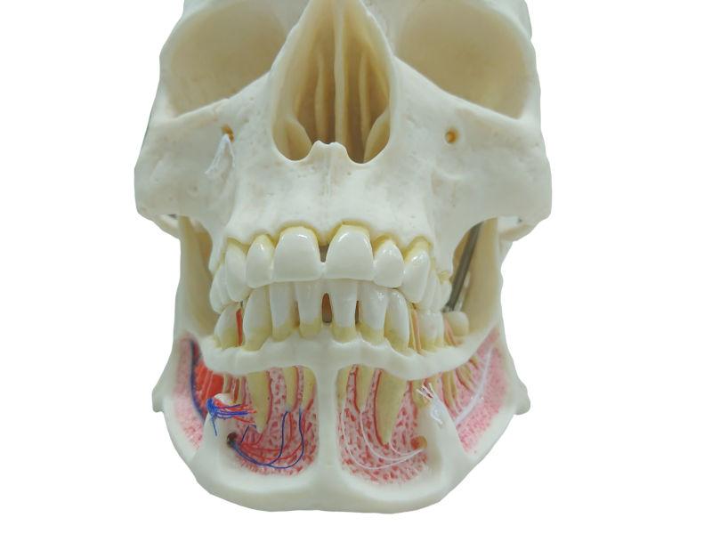白色北京市的头骨牙齿模型