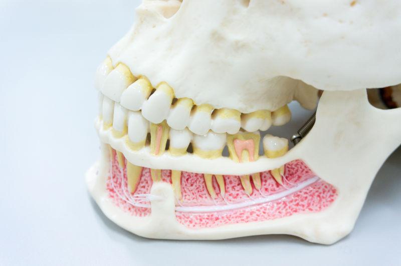 桌面上的骷髅牙齿模型