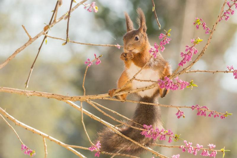 花枝上的红松鼠