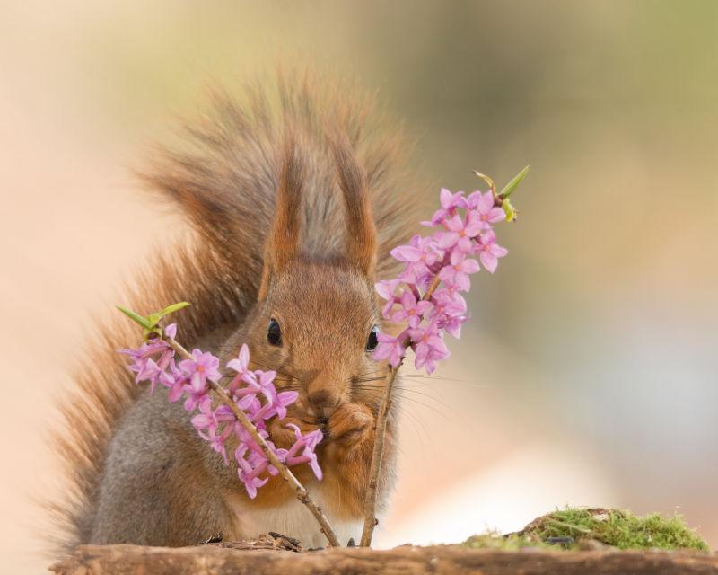 红松鼠在树枝上的花朵后面