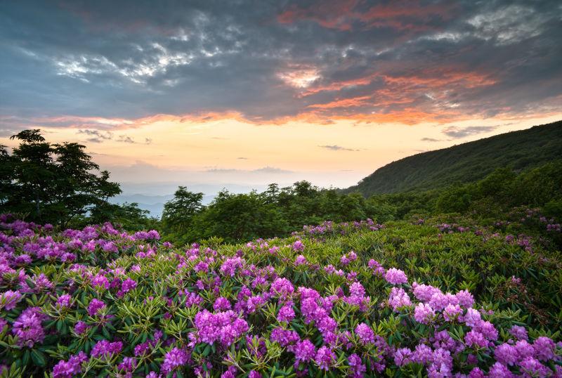 蓝岭公园山路落日春花