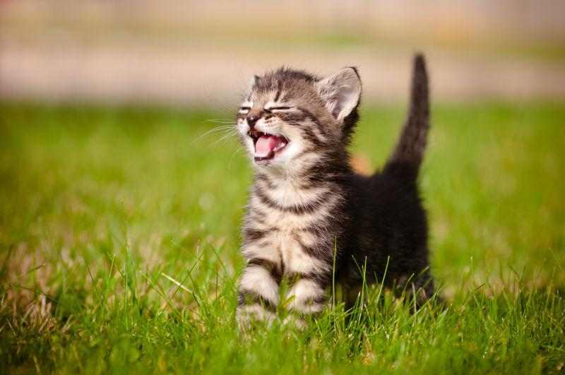 可爱的斑纹猫咪开心表情