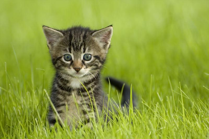 可爱的猫咪在户外草丛找