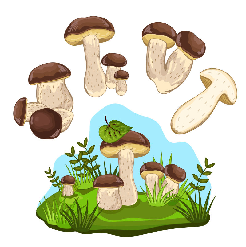 分离的蘑菇矢量插图