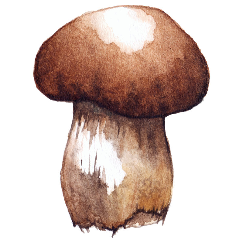 矢量的食用蘑菇插图