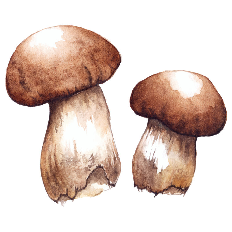 矢量的水彩风格蘑菇插图
