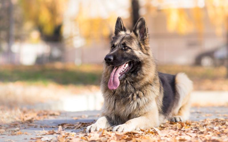 趴在落叶上的德国牧羊犬