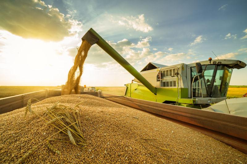 夕阳下正在卸小麦的联合收割机