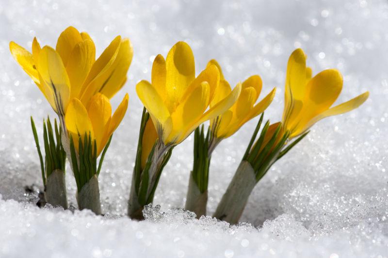 冰雪中的黄色番红花