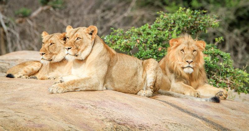 南非克鲁格国家公园的野生狮子躺在岩石上