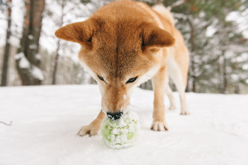 雪地里的狗