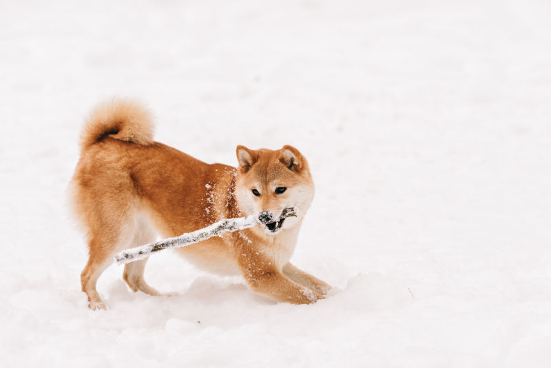 狗在雪地里玩棍子