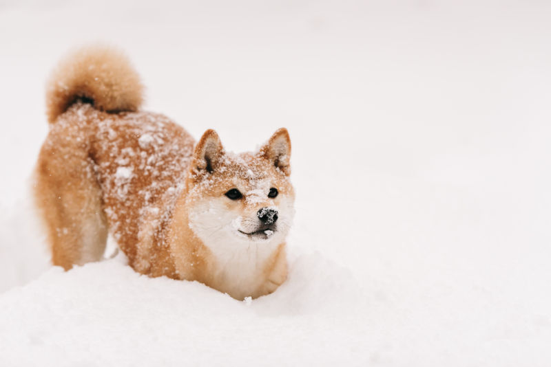 狗在雪地里