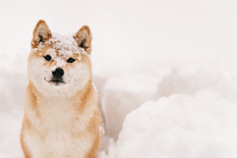 雪地里的沾满雪的狗