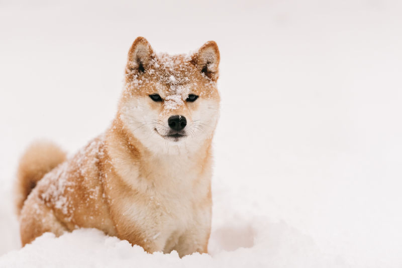 身上沾满雪的狗