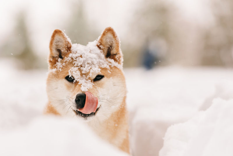 沾雪的狗