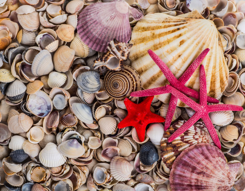 堆在一起的贝壳和美丽的海星