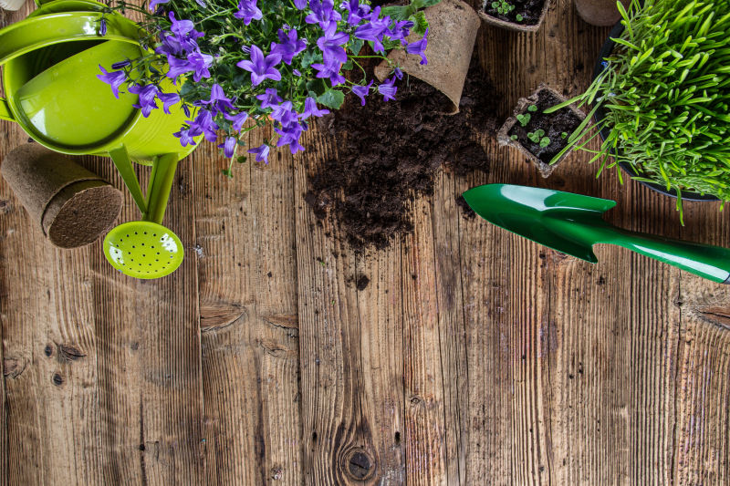 木桌上的园艺工具和紫色鲜花