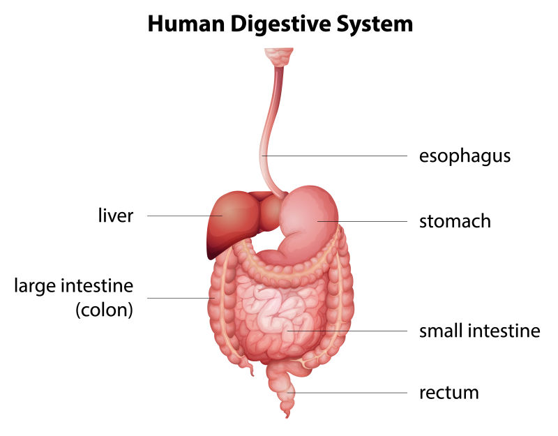 矢量人类消化系统图解