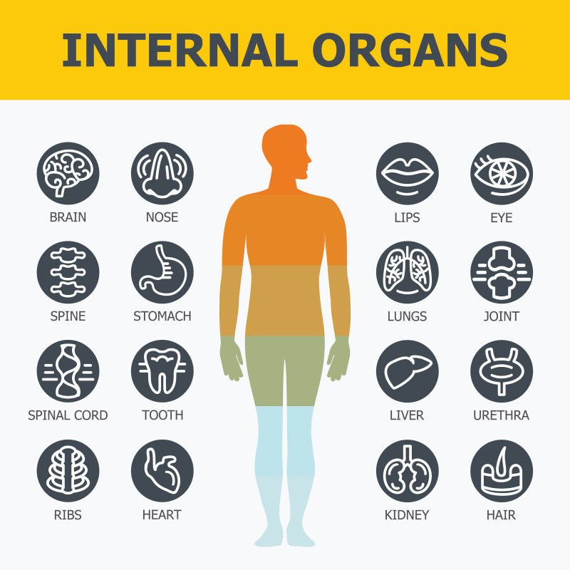 人体内脏器官的矢量插图