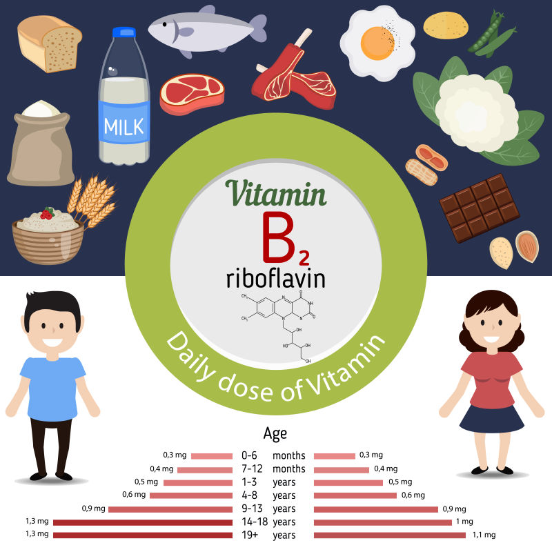 维生素B2信息图表矢量设计