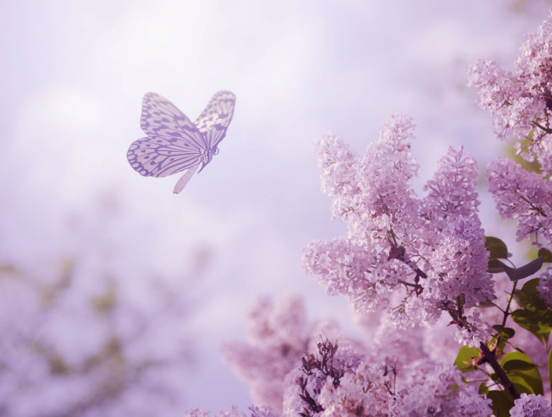 粉色花上的蝴蝶