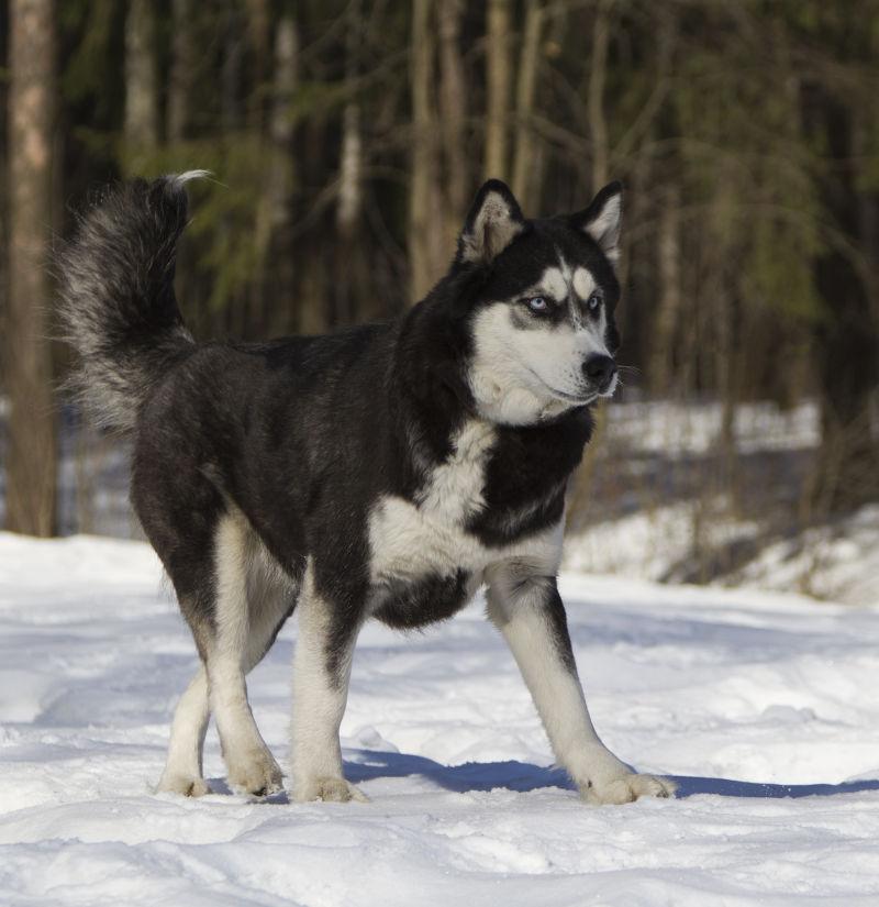 雪橇犬在雪地上奔跑