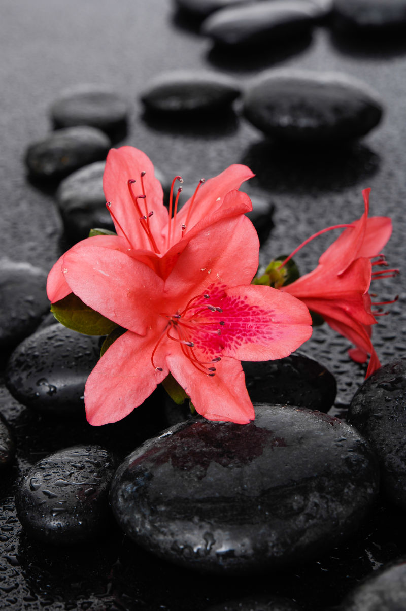 红色鲜花与黑色石头
