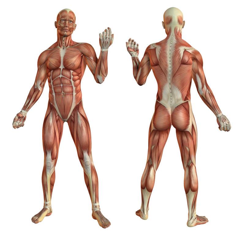 人体肌肉解剖学