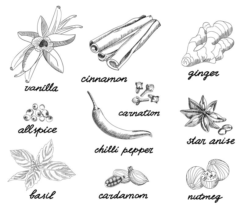 矢量的香料插图