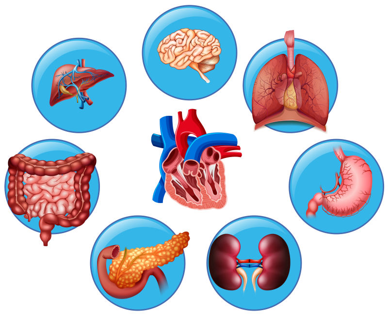 创意矢量各个不同人体部位的器官插图