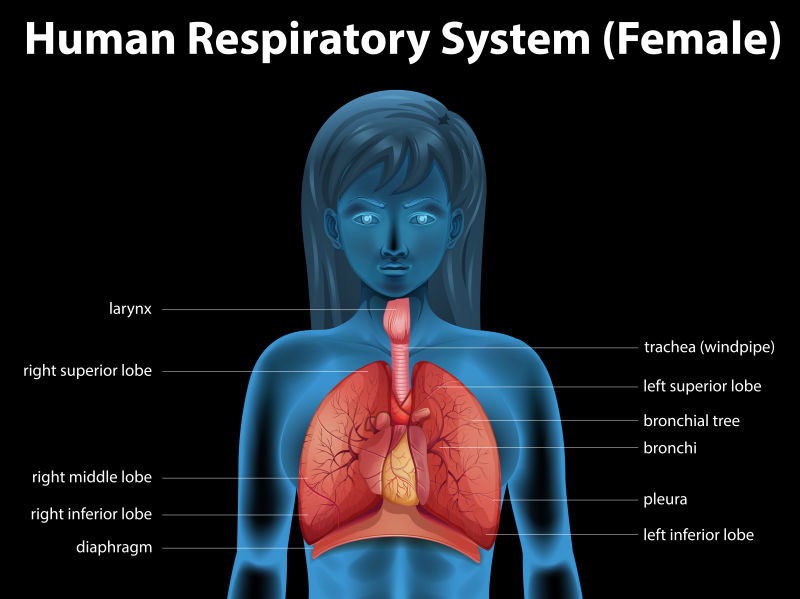 创意女性人体呼吸系统的矢量插图