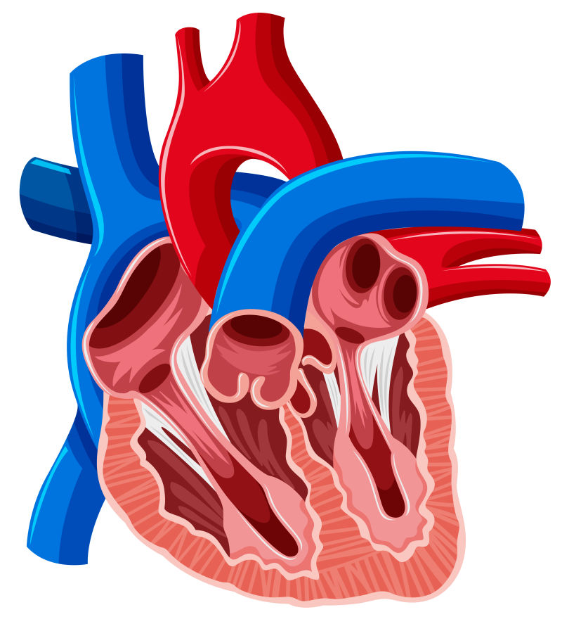 矢量人体心脏的创意插图