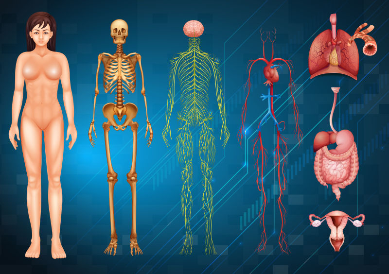 矢量人体内部器官的插图