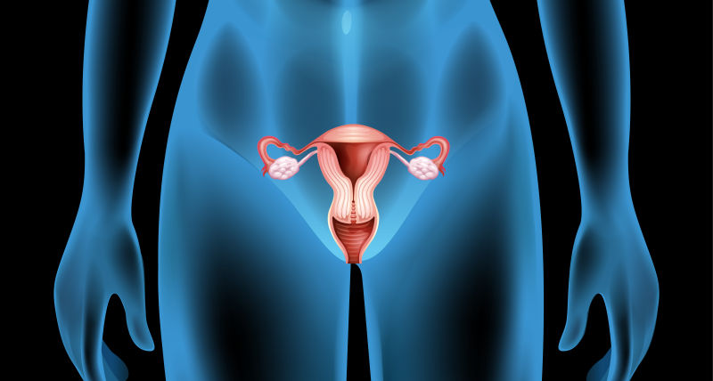 抽象女性生殖器官的矢量插图
