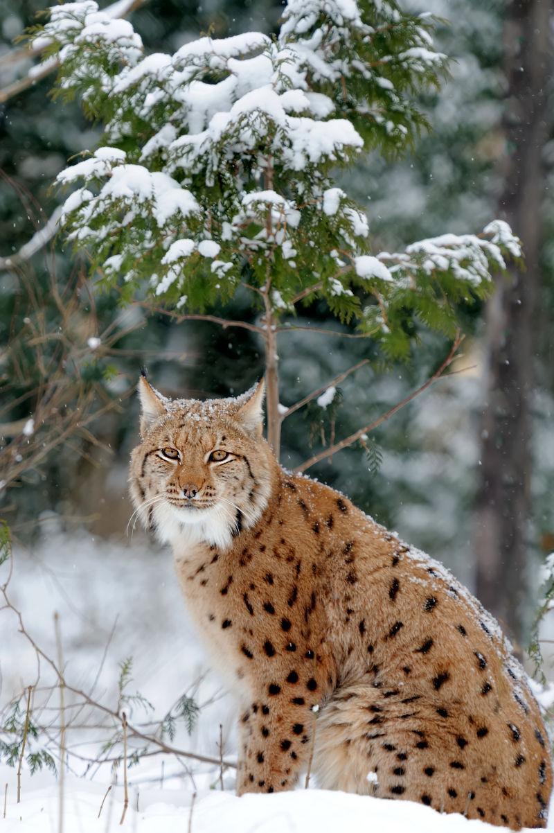 冬林雪地里的猞猁