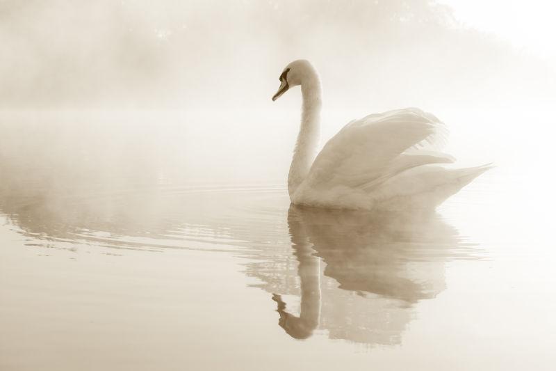 寂静的天鹅在黎明薄雾笼罩的湖面上滑翔