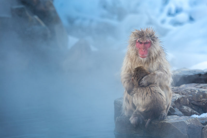 冬天雾气中的猴子