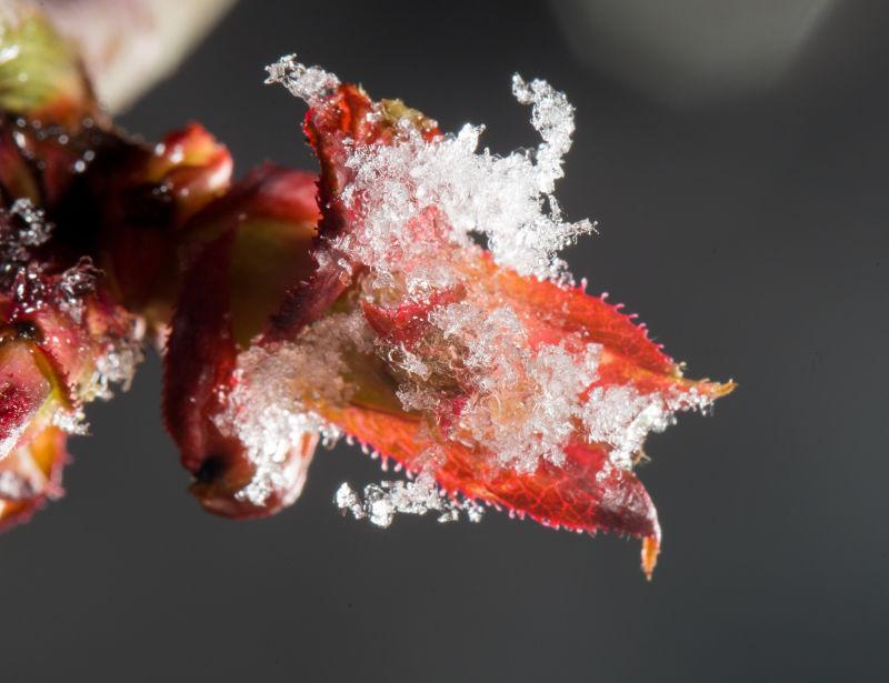 春天的红叶在雪地里