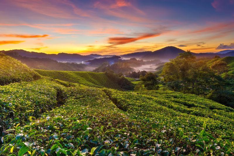 日出时茶园美景