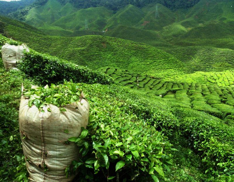 在山上种植的漫山遍野的茶园