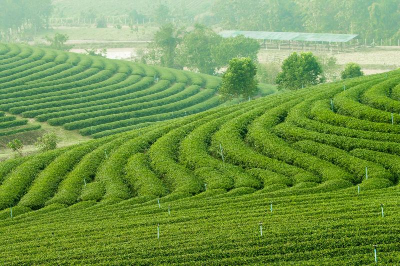 绿色茶园的种植美景