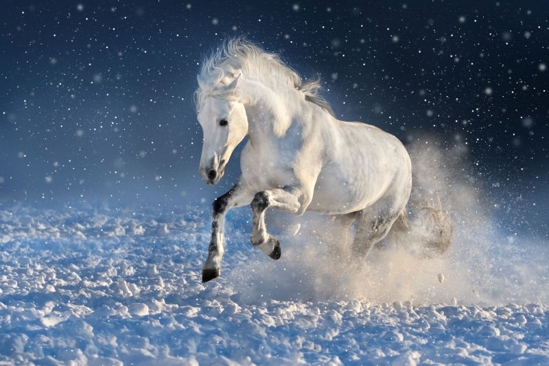 雪地奔跑的白马