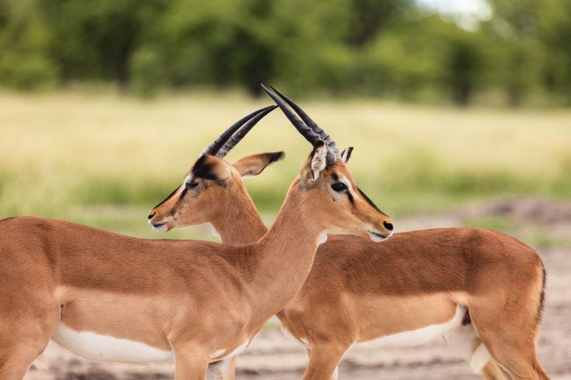 两只羚羊在纳米比亚瑙克鲁夫特国家公园对峙