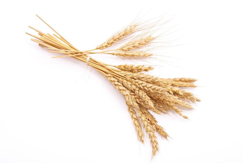 白色背景下的一束金黄色的小麦