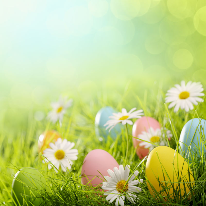 阳光下有着小雏菊的草地上的复活节彩蛋