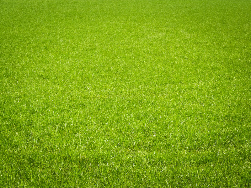 绿色新鲜的草坪背景