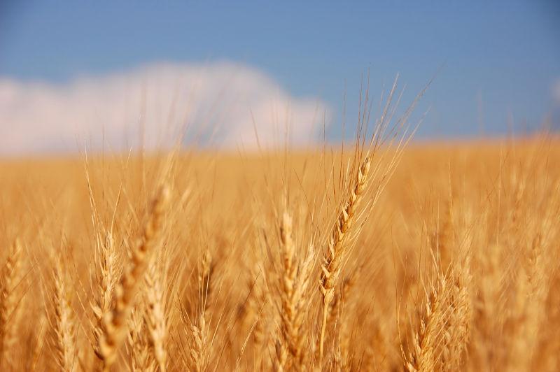 一望无际的丰收的小麦