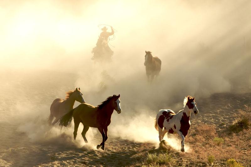 阳光马和牛仔奔驰穿越沙漠